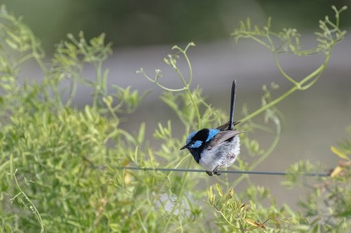 superb-fairywren-7770904__340 superb-fairywren-7770904__340