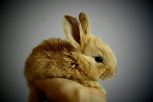 兔年男宝宝名字朗朗上口 精选600个兔宝男生名字