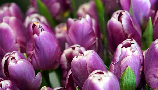tulips-7842914__340