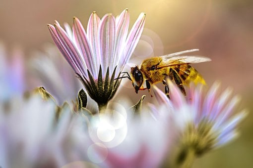 flower-7737859__340 flower-7737859__340