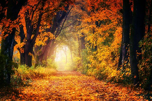 autumn-3186876__340 autumn-3186876__340