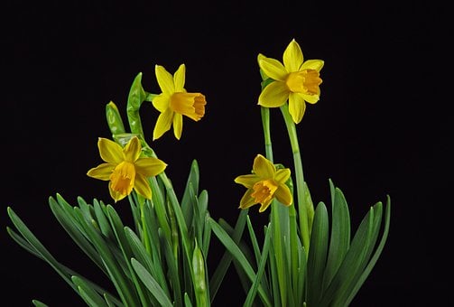 daffodil-7891508__340