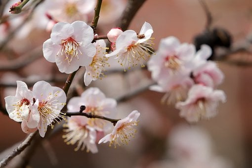 plum-blossoms-7860381__340