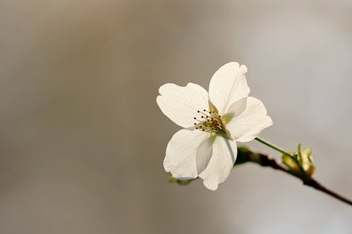 cherry-blossom-7885057__340