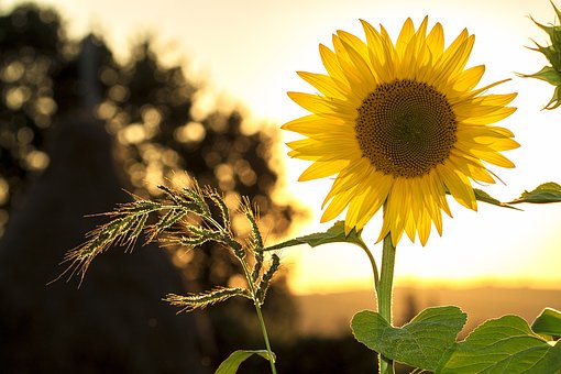 sunflower-1127174__340