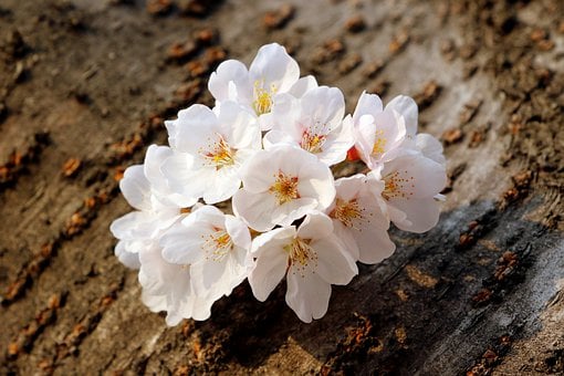 cherry-blossoms-7891064__340 cherry-blossoms-7891064__340