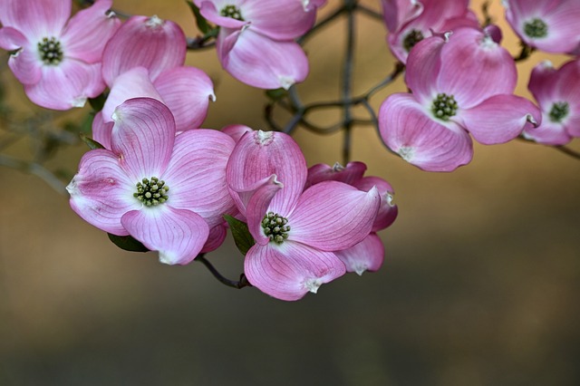 cornus-5101086_640