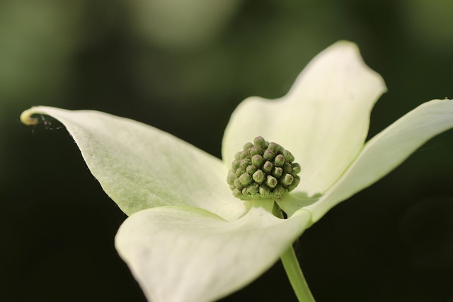 dogwood-7265482_640 dogwood-7265482_640