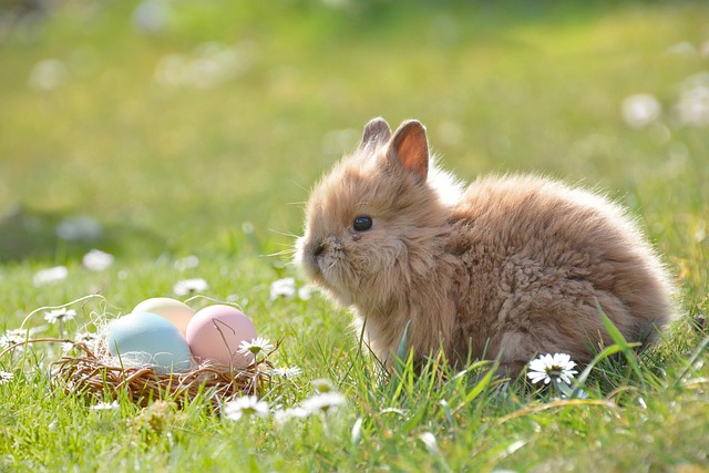 2023兔宝宝起名有什么最有气质的名字