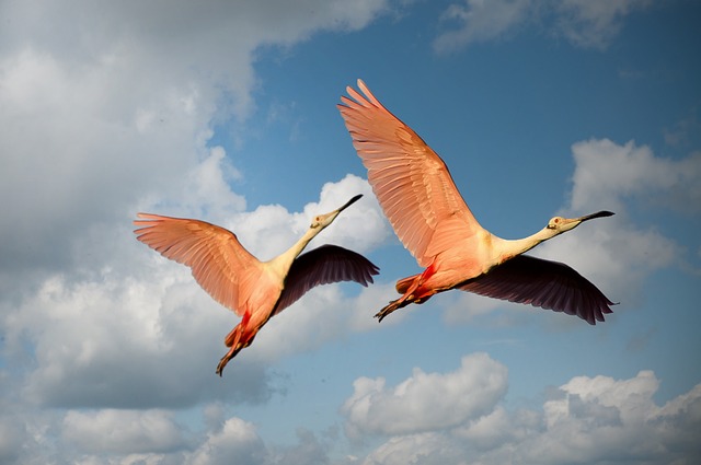 flamingos-1835649_640