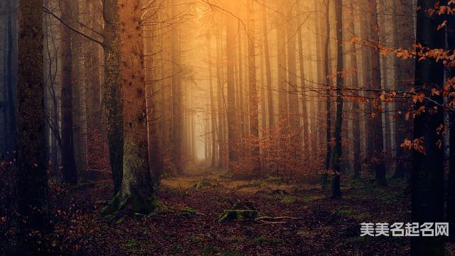 免费取名网：悦耳动听的女孩名字大全