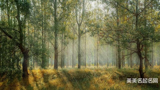 龙年宜用字:100分的龙年男宝宝名字大全