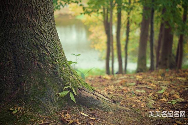五行水和五行木搭配的女宝宝名字大全