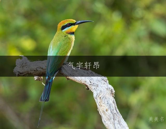 气宇轩昂，带耳朵旁的男孩名字