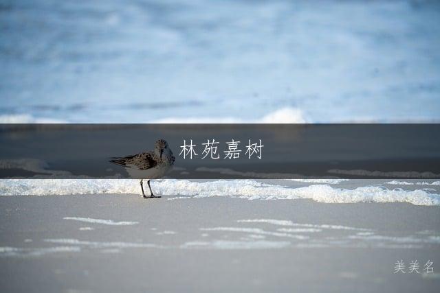 林苑嘉树，带木字旁的男孩名字